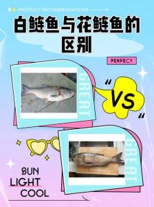 花鲢鱼和白鲢鱼的区别_白鲢花鲢怎么分？看鳞片和头大小！