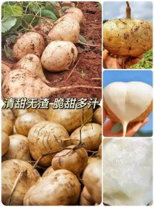 凉薯和地瓜有什么区别_口感营养大不同