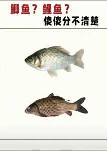 鲫鱼鲤鱼草鱼对比_鲫鱼鲤鱼草鱼如何分？看外形吃口不同！