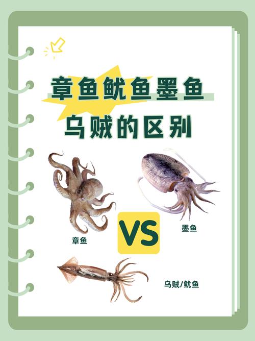 乌贼和鱿鱼 章鱼的区别_头足动物章鱼鱿鱼乌贼,各有特色! 乌贼和鱿鱼 章鱼的区别_头足动物章鱼鱿鱼乌贼,各有特色!