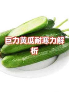 黄瓜耐寒到多少度_黄瓜喜温不耐寒，生长适温18-30℃，控温栽培很重要