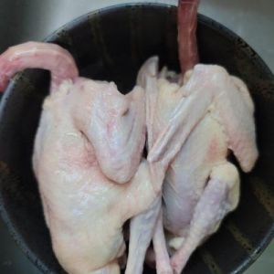 鸽子拔毛要不要烫热水_鸽子拔毛用温水，食用注意别生冷