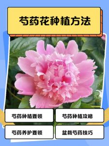 姜红芍加料版最简单三个步骤_枣桂圆姜汁熬稠膏，添桑葚枸杞玫瑰花