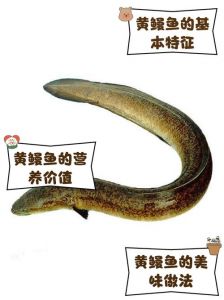 黄鳝属于鳗鱼吗_虽像却不同，口感营养有差异