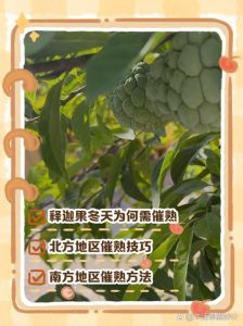 释迦果冬天怎么催熟_释迦果快速催熟法