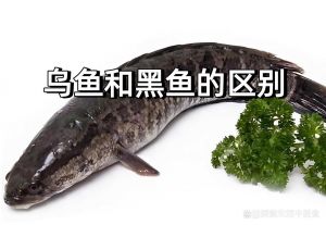 乌鱼外面的皮要处理吗_乌鱼皮去留？尝鲜去腥有妙招！