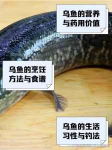 黑鱼和乌鱼的区别_黑鱼乌鱼是同种，南北叫法不同，肉质有别