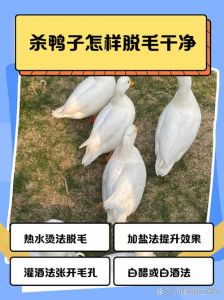 鸭子怎样杀容易脱毛_灌酒张毛孔，热碱水脱毛，白酒点火除毛茬