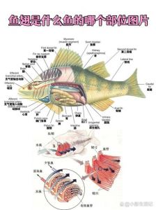 鱼翅是哪个部位_口感品质不一，营养被高估，鲨鱼危机重重