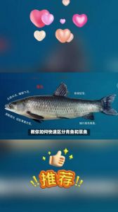 青鱼与草鱼对比图片_青鱼草鱼怎么区分？食性营养养殖大不同