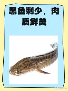 黑鱼和乌鱼有什么区别_乌鱼黑鱼是同种？北方叫黑鱼，南方叫乌鳢