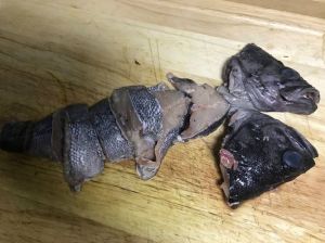 乌鱼的刺多不多_乌鱼去刺技巧，营养丰富，小孩也爱吃