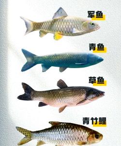 青鱼和江团鱼对比图_江团青鱼，口感各异，美味难分高下