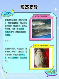 草鱼和鲤鱼对比图_鲤鱼草鱼怎么分？看胡须嘴和体型！