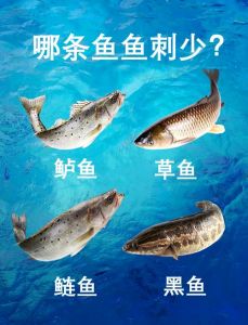 黑鱼有刺吗刺多吗_五道黑鱼刺少，红烧蒸炸皆宜
