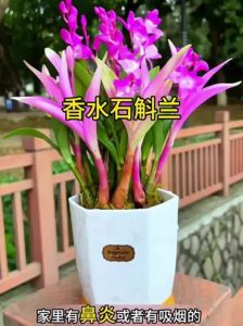 水培石斛兰的正确方法_水培石斛兰养护方法