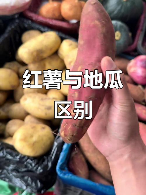 山芋和红薯图片对比_山芋和红薯有啥不同？