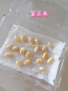 生花生豆芽简易新方法_在家种花生豆芽，简单营养又美味！