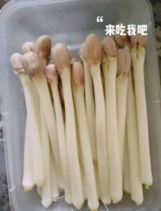 花生芽炒肉的家常做法_家常花生芽炒肉，脆嫩营养做法简单
