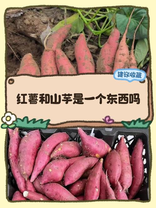 山芋和红薯图片对比_山芋和红薯有啥不同？