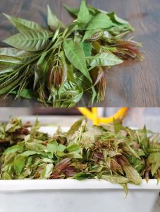新鲜香椿冷冻最简单三个步骤_冷冻香椿锁鲜妙招，预处理要到位！