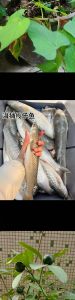 梭边鱼有没有刺_梭边鱼少刺鲜美，营养高，做法多样受欢迎！