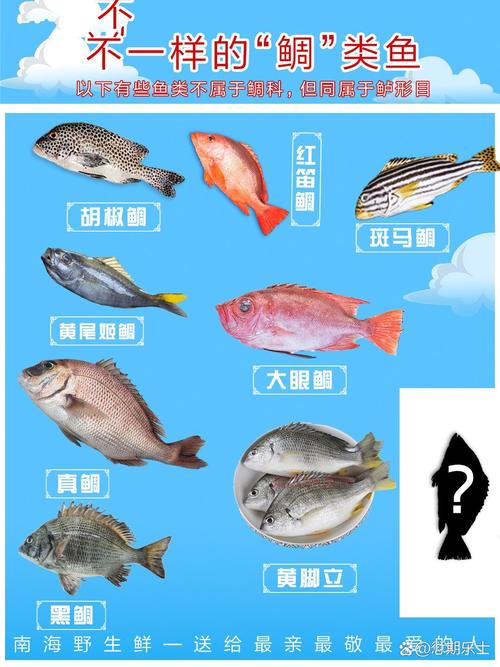 平鲷和黄翅鱼区别_胶辣鱼黄翅鱼，南方重要养殖鱼，适合网箱养殖，肉质细嫩