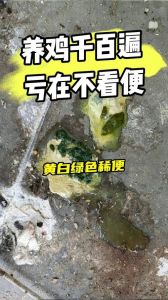 养鸡的鸡屎怎么处理_发酵成金，环保又增收