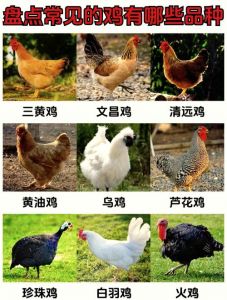 鸡品种大全图解_家鸡野祖生存危机，珍稀品种面临灭绝
