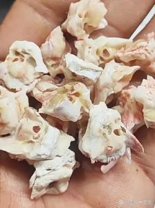 猪惊骨可以戴在哪个部位_辟邪护童的古老饰品