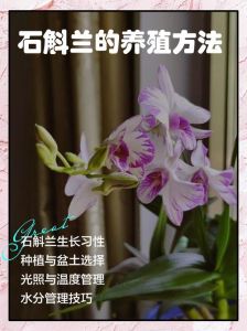 盆栽石斛冬天怎样管理_温度15℃以上，光照6小时，少浇水，勤施薄肥，通风防虫