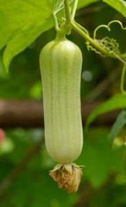 丝瓜配菜10个菜_汤酿肉炒蛋菌菇好做法