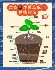 种西瓜有什么方法_小型西瓜育苗时机与壮苗标准