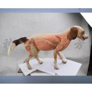 狗标本的制作方法_狗狗标本制作，传统工艺寄哀思