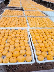 柿子饼10个简单做法_香甜软糯，简单美味！