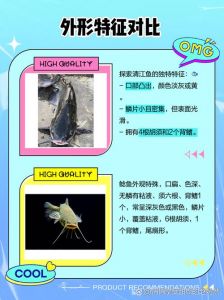 清江鱼与鲶鱼区别图_口感营养大不同