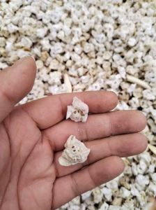 猪精骨是什么部位_辟邪护童的神秘猪耳骨