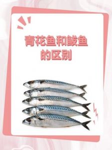 鲭鱼青花鱼的区别_青花鱼与鲭鱼如何区分？