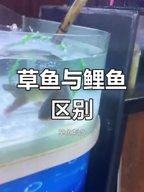 鲤鱼和草鱼图片对比_鲤鱼草鱼怎么分?看须看嘴看体型! 鲤鱼和草鱼图片对比_鲤鱼草鱼怎么分?看须看嘴看体型!