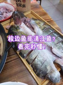 梭边鱼有没有鱼鳞_北美美味鱼，四川资源需保护