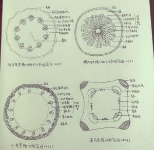 狐尾藻茎横切显微镜结构图解_净化水体，生态修复好帮手