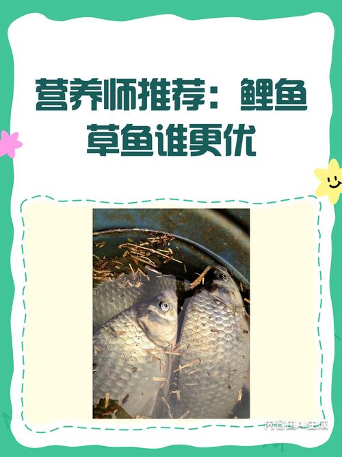 鲤鱼和草鱼图片对比_鲤鱼草鱼怎么分?看须看嘴看体型! 鲤鱼和草鱼图片对比_鲤鱼草鱼怎么分?看须看嘴看体型!