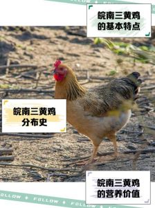 生鸡是什么鸡，怎样分辨_3000年美味传承，如何辨别新鲜活鸡？