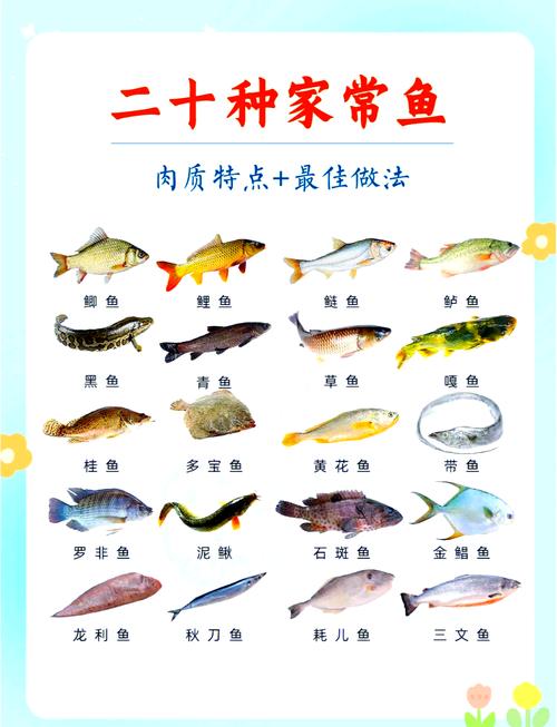 鲤鱼和草鱼图片对比_鲤鱼草鱼怎么分?看须看嘴看体型! 鲤鱼和草鱼图片对比_鲤鱼草鱼怎么分?看须看嘴看体型!