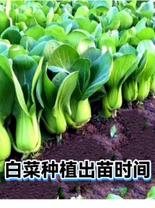 白菜生根最快的方法_白菜烂根易得病，防治要综合管