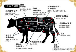 牛腱子肉在哪个部位_炖着吃最香，高蛋白低脂肪！