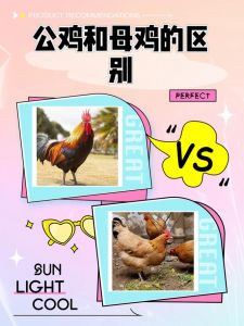母鸡头和公鸡头对比图_公鸡母鸡外形行为差异大