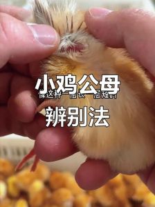母鸡和公鸡肉的区别_公母鸡肉怎么选？炖炒营养不同