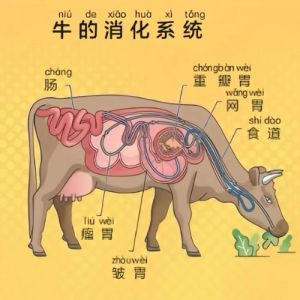 牛内脏哪个部位叫沙瓜_牛胃珍品，火锅炒菜佳肴