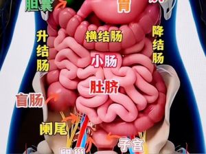 内脏肥肠是那个部位_控量搭配防疾病